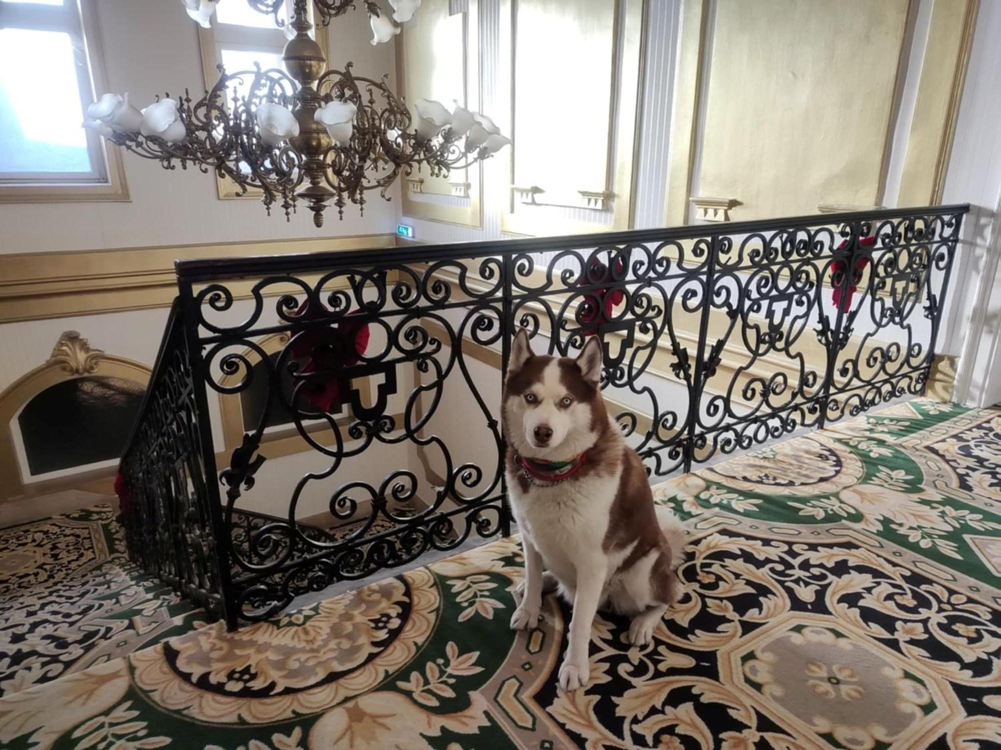 Korona Hotel Nyíregyháza Dış mekan fotoğraf